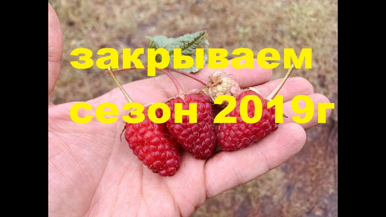 Малина в питомнике Школьный сад. 25 сентября 2019г