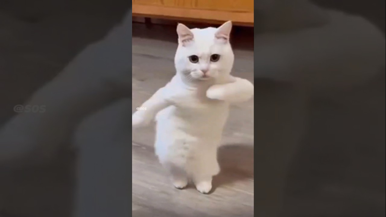 Cat Drifting 😼 | #cat