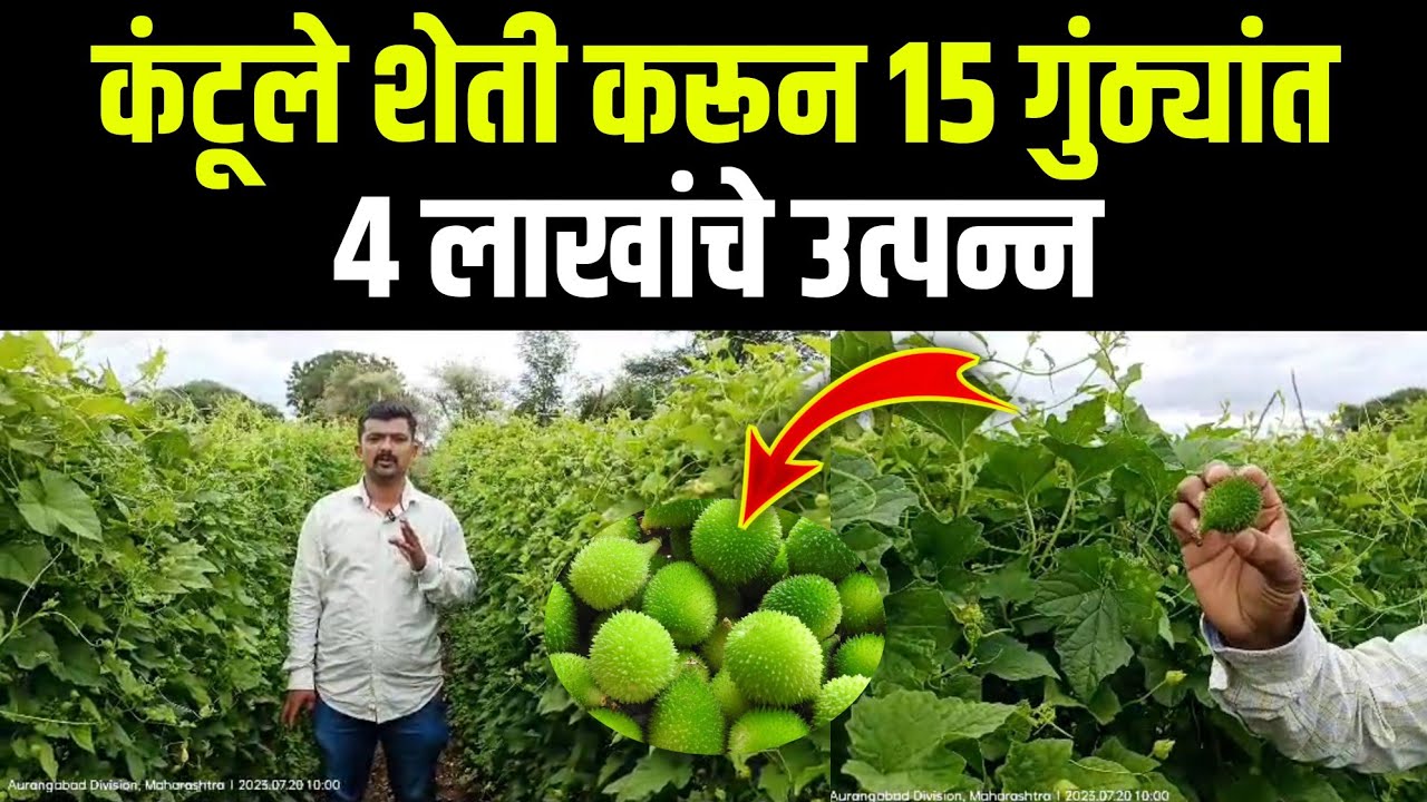 कंटूले शेती करून 15 गुंठ्यांत 4 लाखांचे उत्पन्न // 4 lakhs income in 15 knot by farming Kantule