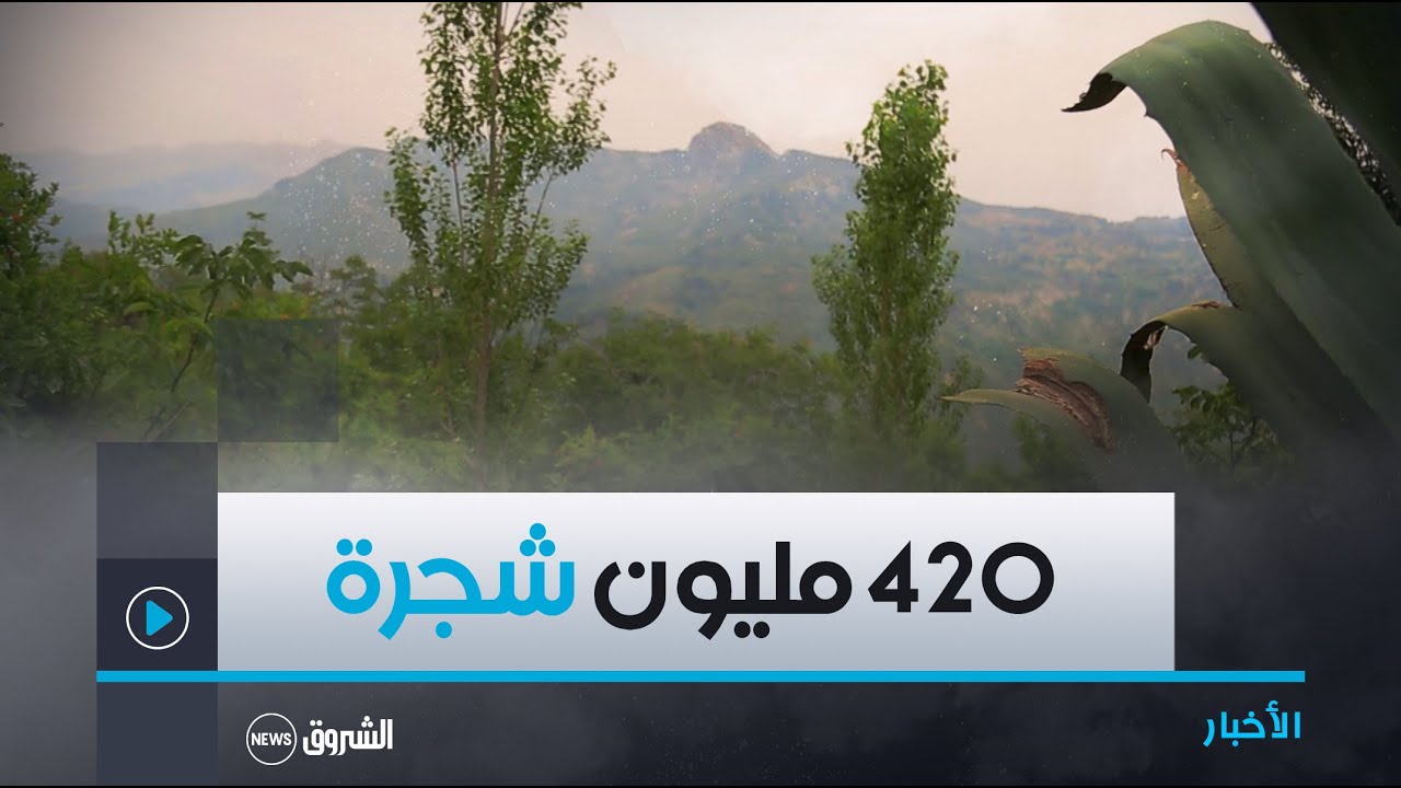 غرس 420 مليون شجرة.. مختصون يثمنون مشروع التشجير الذي تشرف عليه سوناطراك