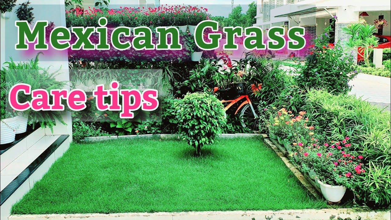 Mexican Grass Care tips || By Heavenly Garden