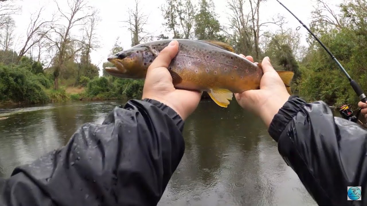 Día de pesca REGIÓN DE LOS RÍOS /Muchas capturas /@riobueno_outdoor /Macris-Aventura