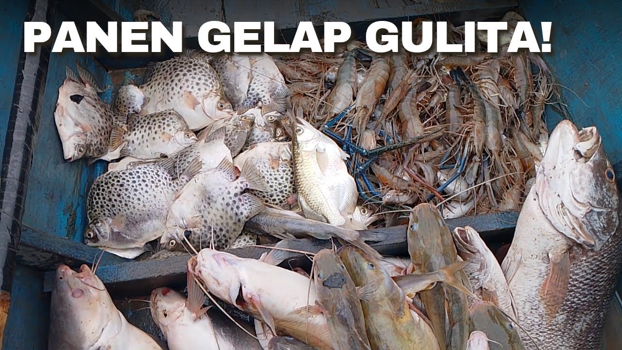 PANEN BABON-BABON IKAN BAUNG SATU KOMPLEK BERSAMA UDANG GALAH - JARING MENGHADANG SUNGAI [AMPAS]