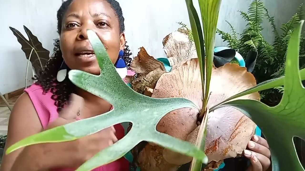 Como fazer mudas do Chifre de veado – Platycerium bifurcatum