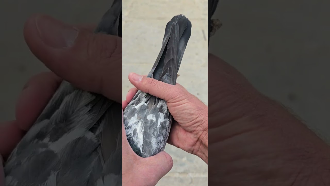 بسم الله ماشاء الله داب ولا الأستاذ مياه نذير التفاصيل داخل الفيديو للتواصل 07730566095