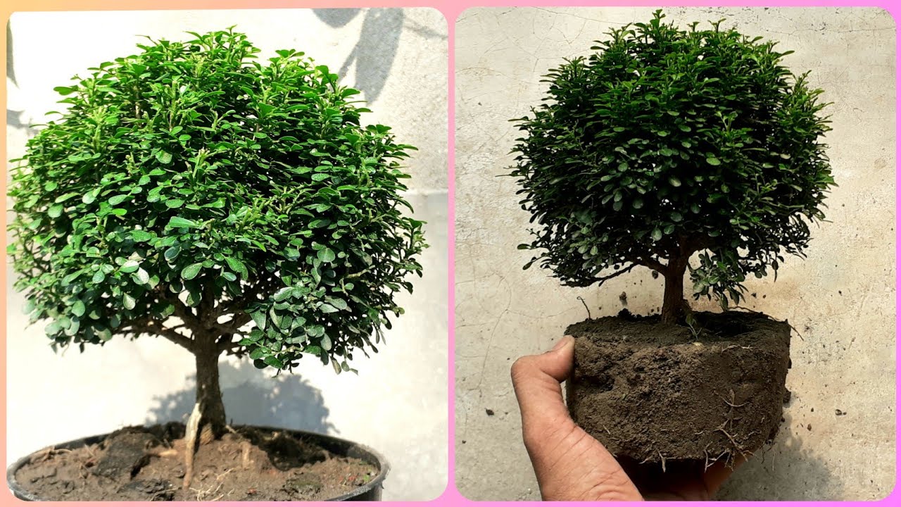 How to grow Table Kamini / Bonsai Kamini plant at home | Gardening Tips and Treats    #bonsaikamini