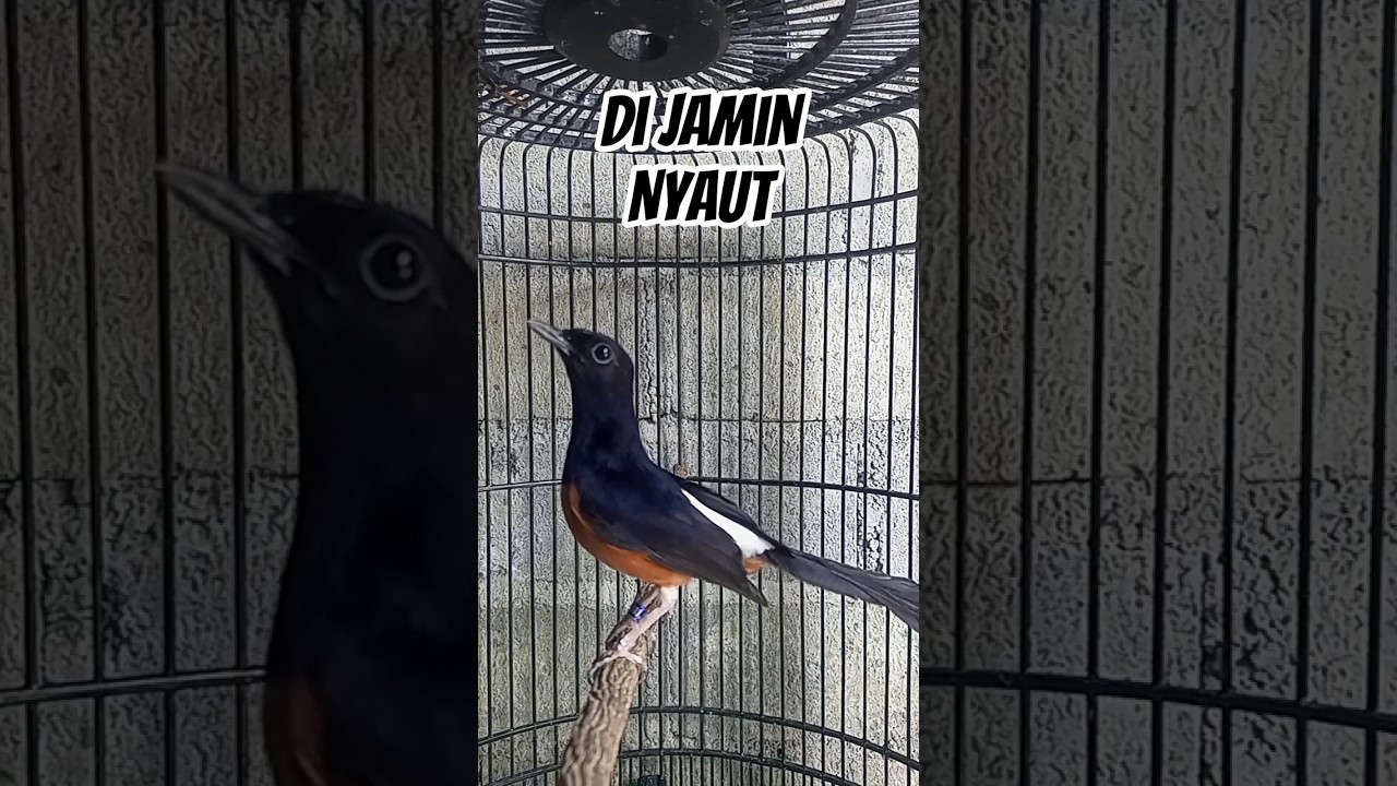 Pancingan Murai Batu Nembak Seketika Bikin Nyau