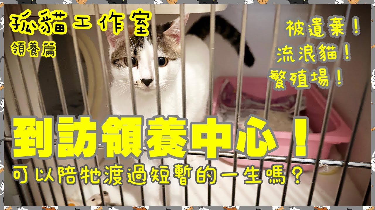 【孤貓工作室】之領養篇－到訪領養中心！很多被遺棄的貓咪等待領養！可以陪牠渡過短暫的一生嗎？