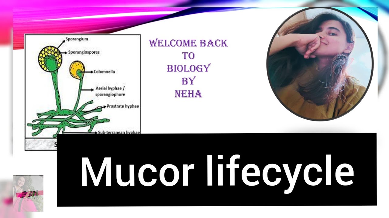 Mucor Lifecycle | Mucormycosis causing fungus | B.Sc, M.Sc, UPSC BOTANY| Biology By Neha🌻