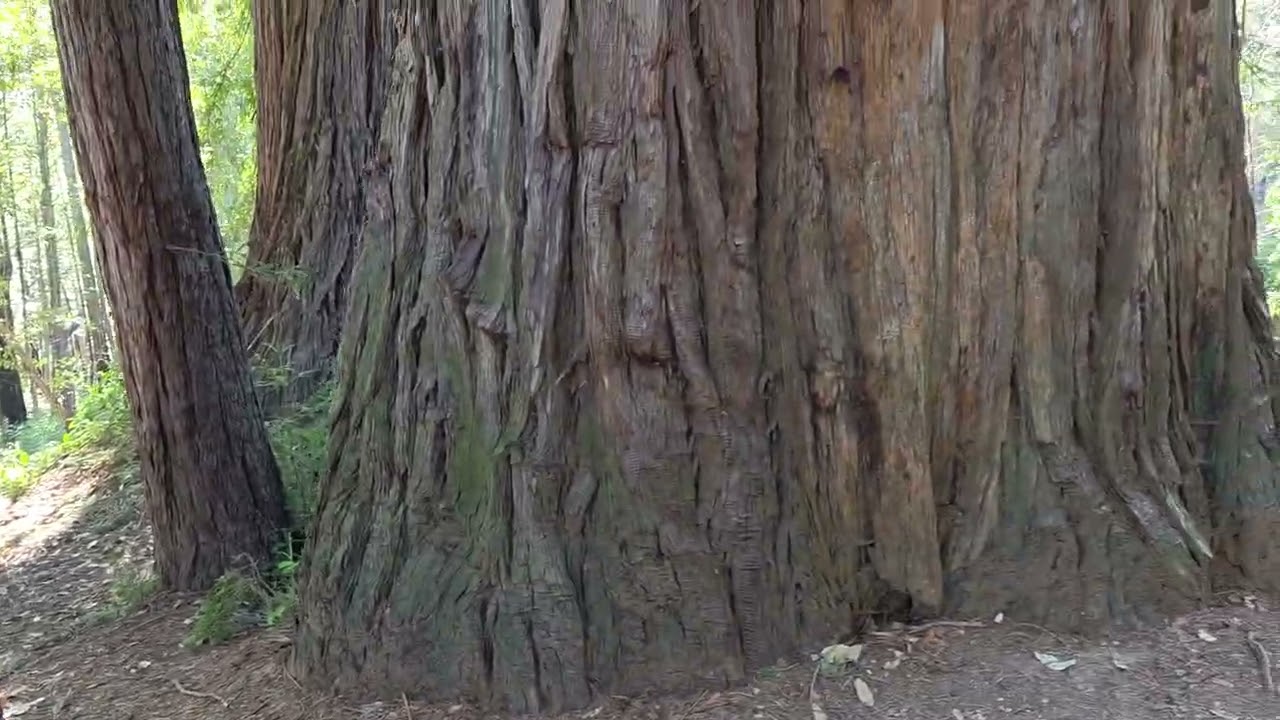 Henry Cowell Redwoods State Park: Fall Creek Trail : #hiking #FeltonCA #SantaCruzeHiking