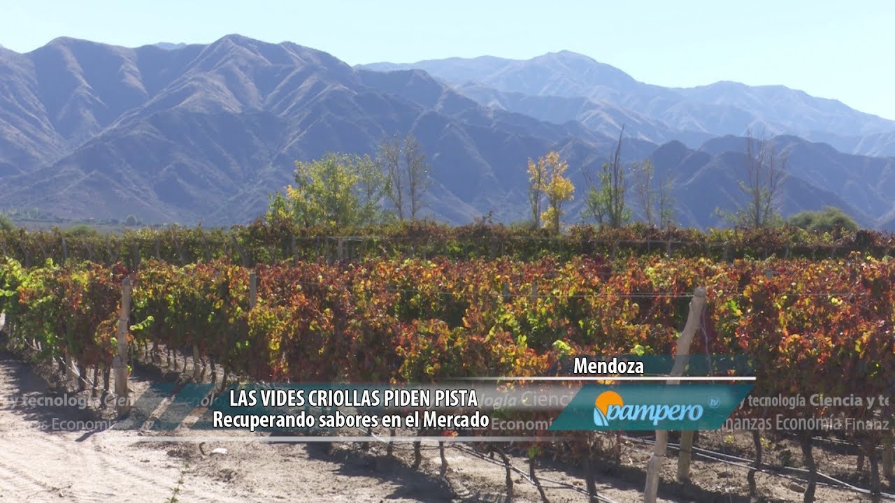 Las uvas criollas piden pista