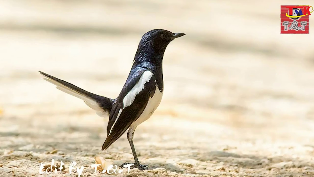 Forest Birds Oriental Magpie-Robin| Bird Sounds Relaxation - Nature Sounds Music for Meditation #01