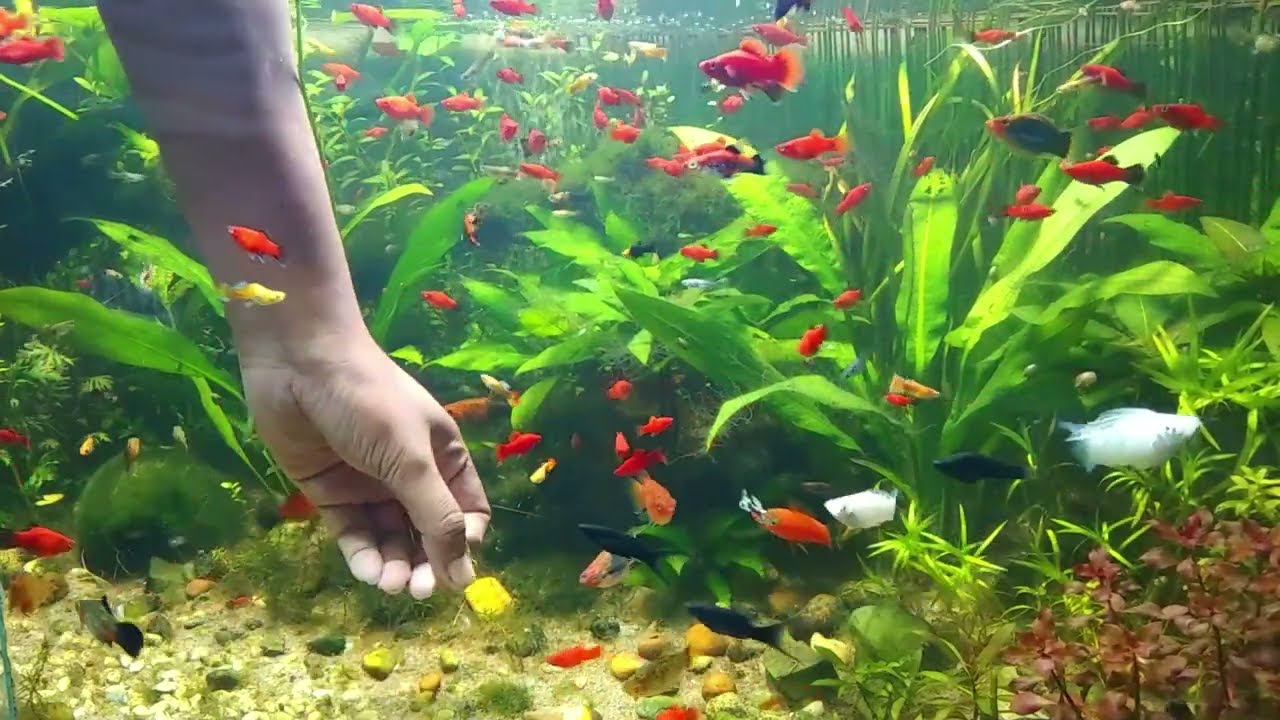 Fish Kissing My Hand in the Aquarium! 🐠💋|Part-2| Ecosystem Fish Tank | Small Fish Sanctuary