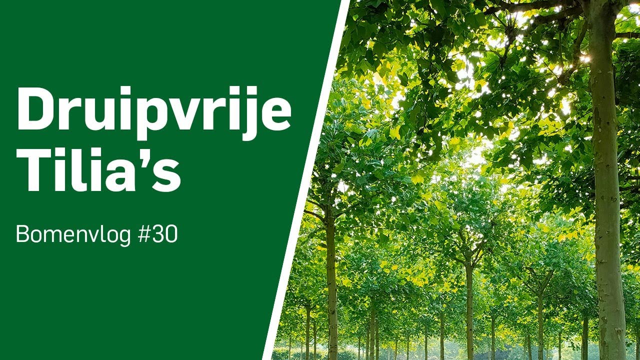 Druipvrije Tilia, de soorten op een rij | Bomenvlog #30