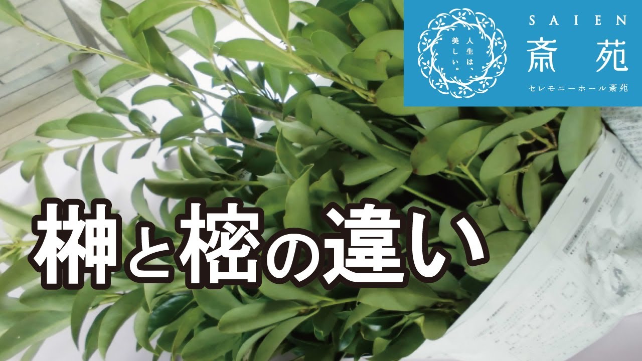 榊と樒の違い【斎苑・サイエン】  石川県 小松市 加賀市 葬儀社 家族葬