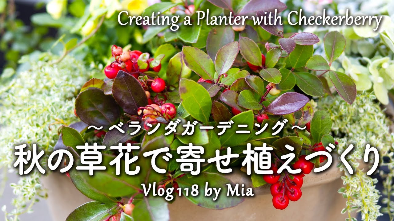 やっと迎えた秋の草花、赤い実のチェッカーベリーで寄せ植えづくり | ベランダガーデニング #118 Creating a Planter with Checkerberry