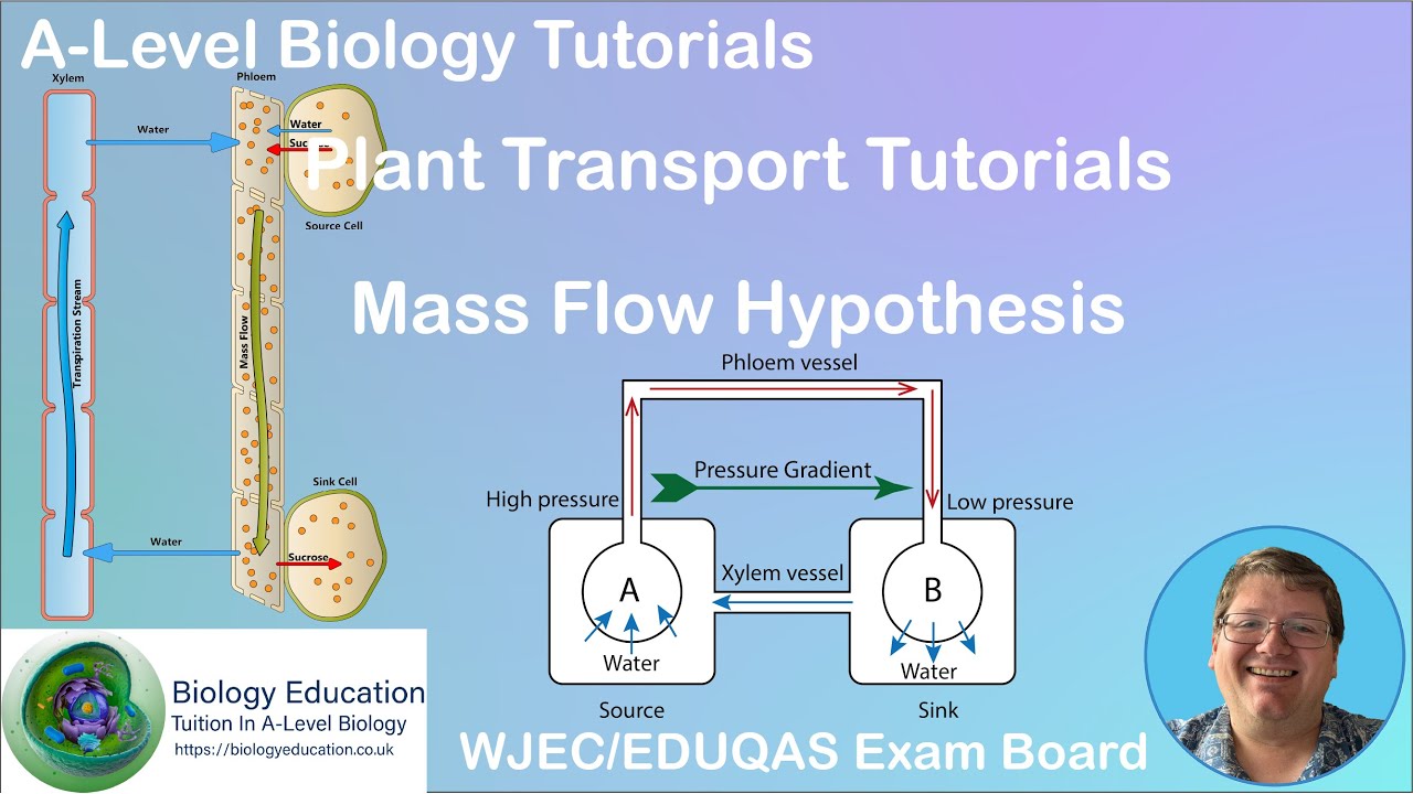 Mass flow hypothesis of phloem transport.  AS Biology WJEC EDUQAS.