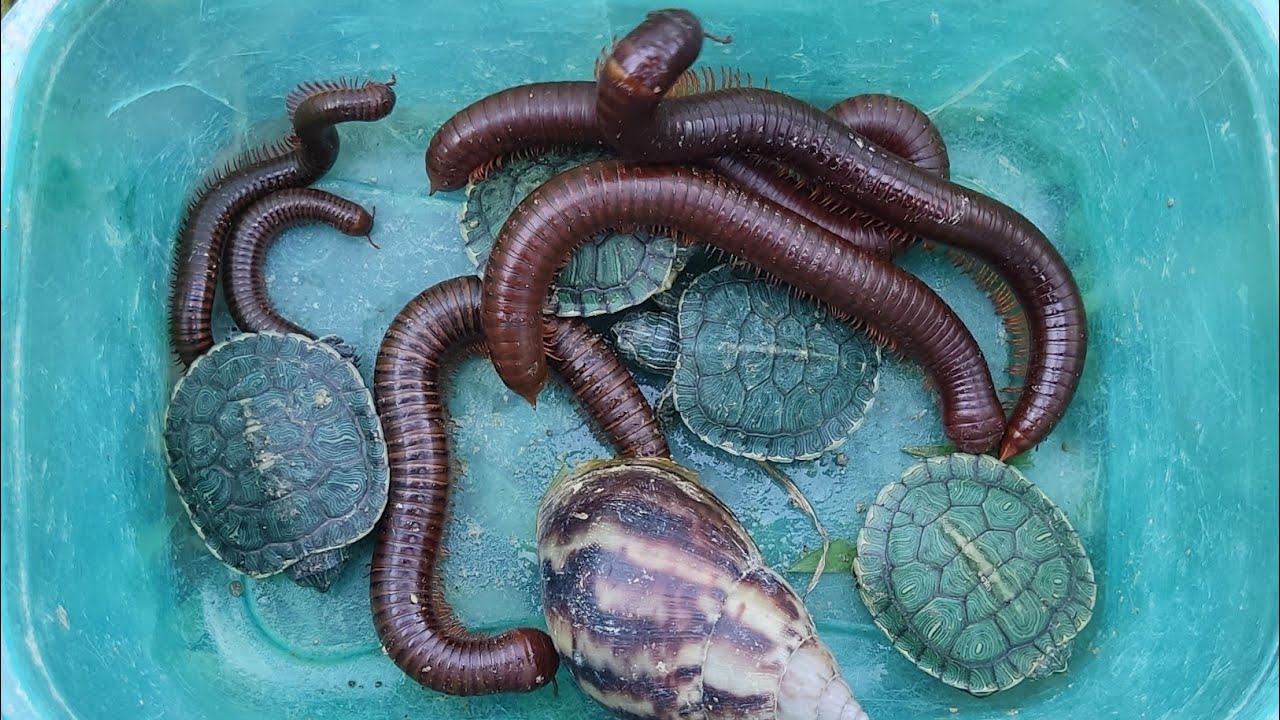 Menemukan Bekicot Pelangi, Kerang Laut, Kerang,kelomang,kaki Seribu, Penyu,Luwing, Lipan,Katak#me440