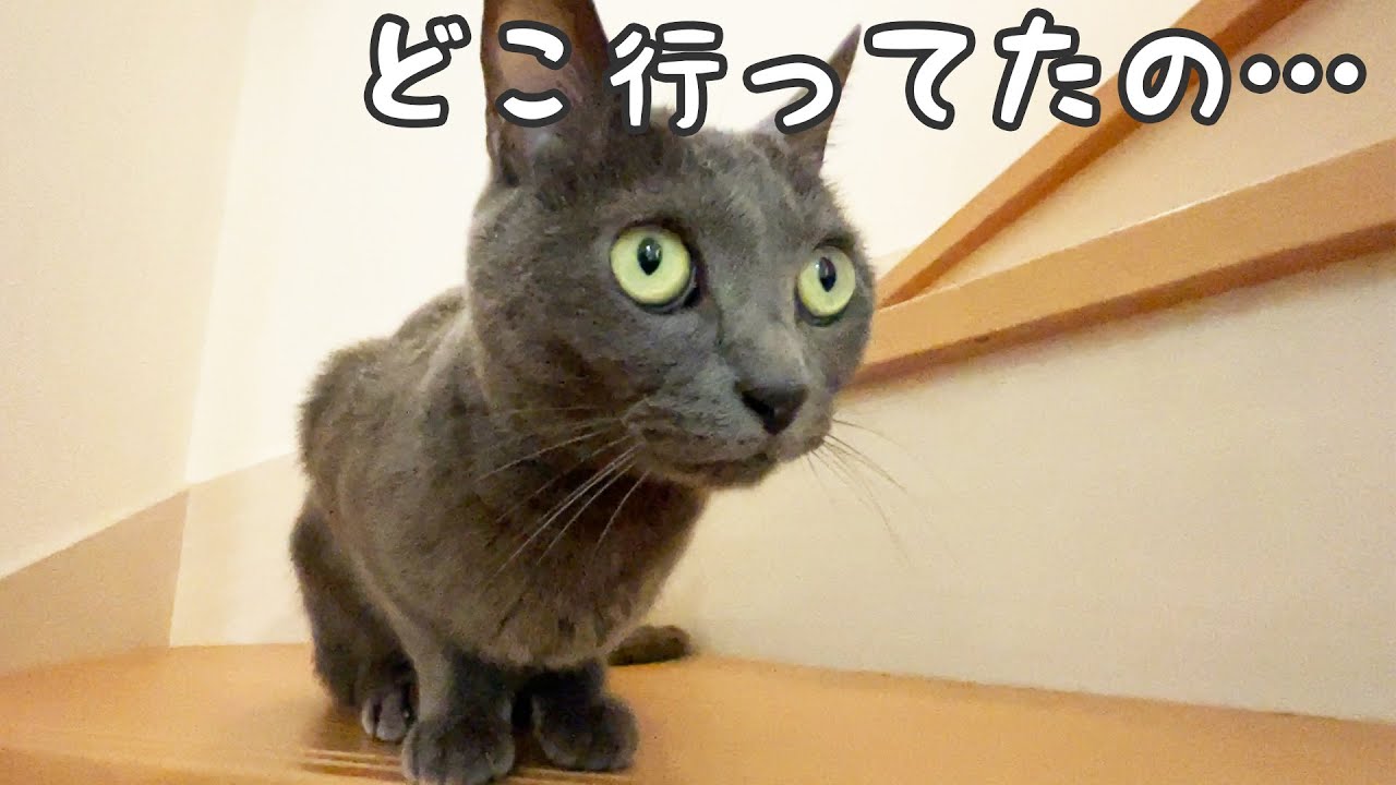 数日ぶりに大好きな娘に会うハムちゃんの反応がこちら！