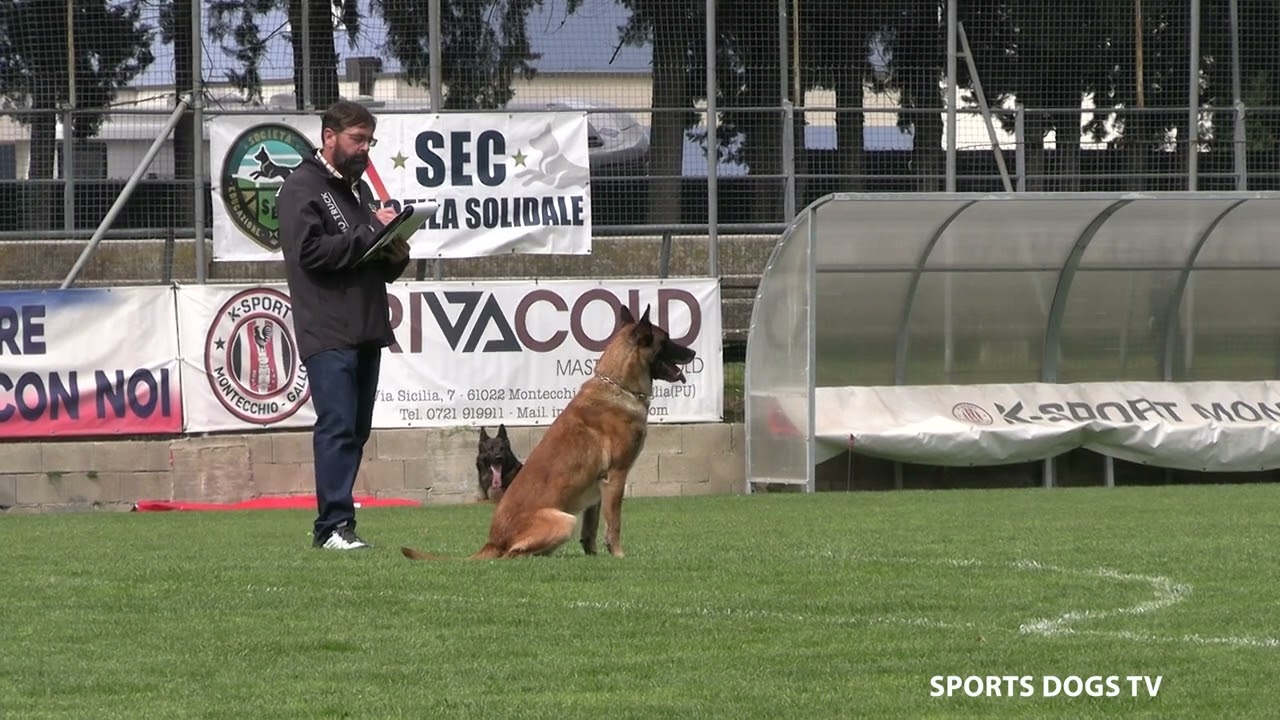Lo Sport in Italia - Trofeo ENCI 2025 - Utilità e Difesa