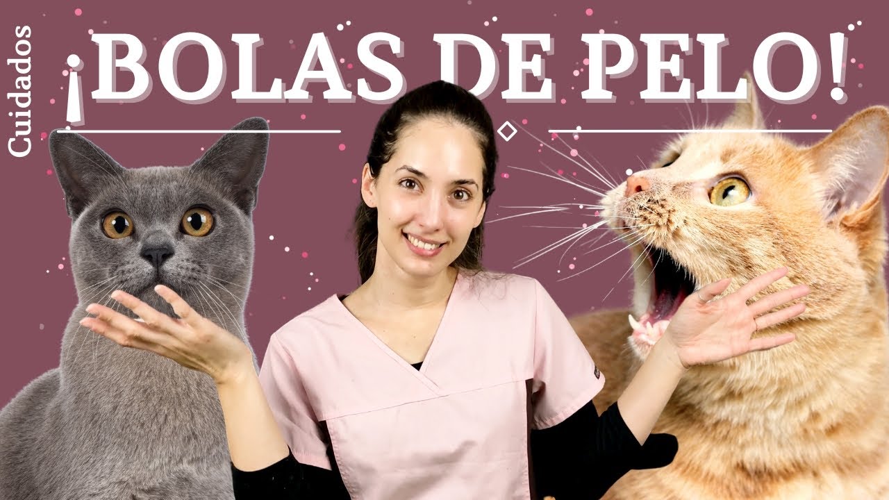 Bolas de pelo | ¿Son peligrosas? | ¿Cómo le puedes ayudar?