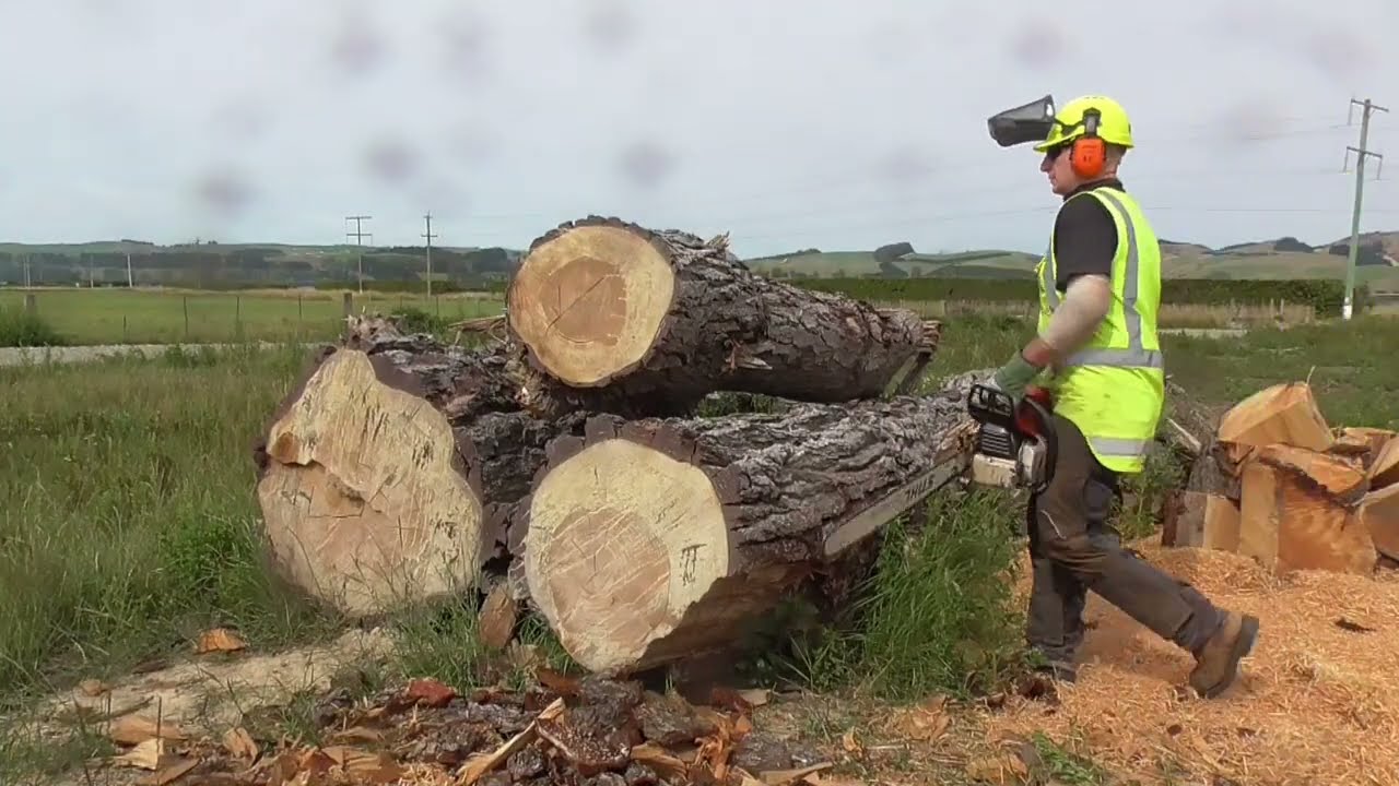 Stihl MS 881 and 066 Eat Old Man Pine Part 2