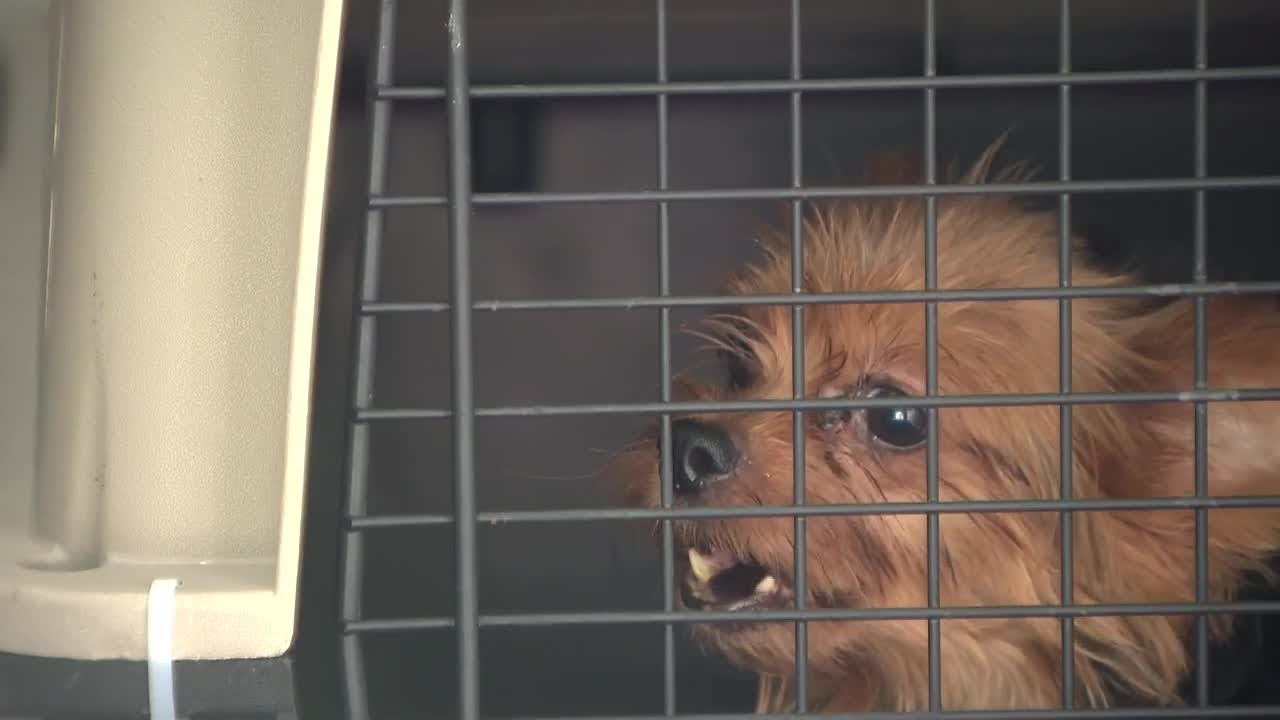 Animal Rescue Corps saves more than 70 dogs from a Tennessee puppy mill