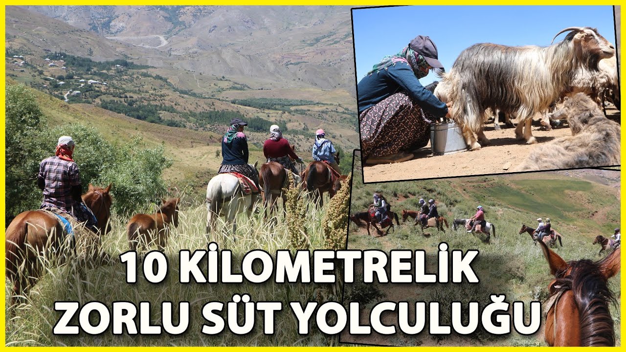 'Berivan'ların At Sırtında Süt Yolculuğu