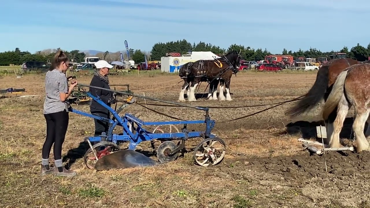 Swannanoa Ploughing Competition with REAL HORSE POWER 🐴 🐴 and competitors