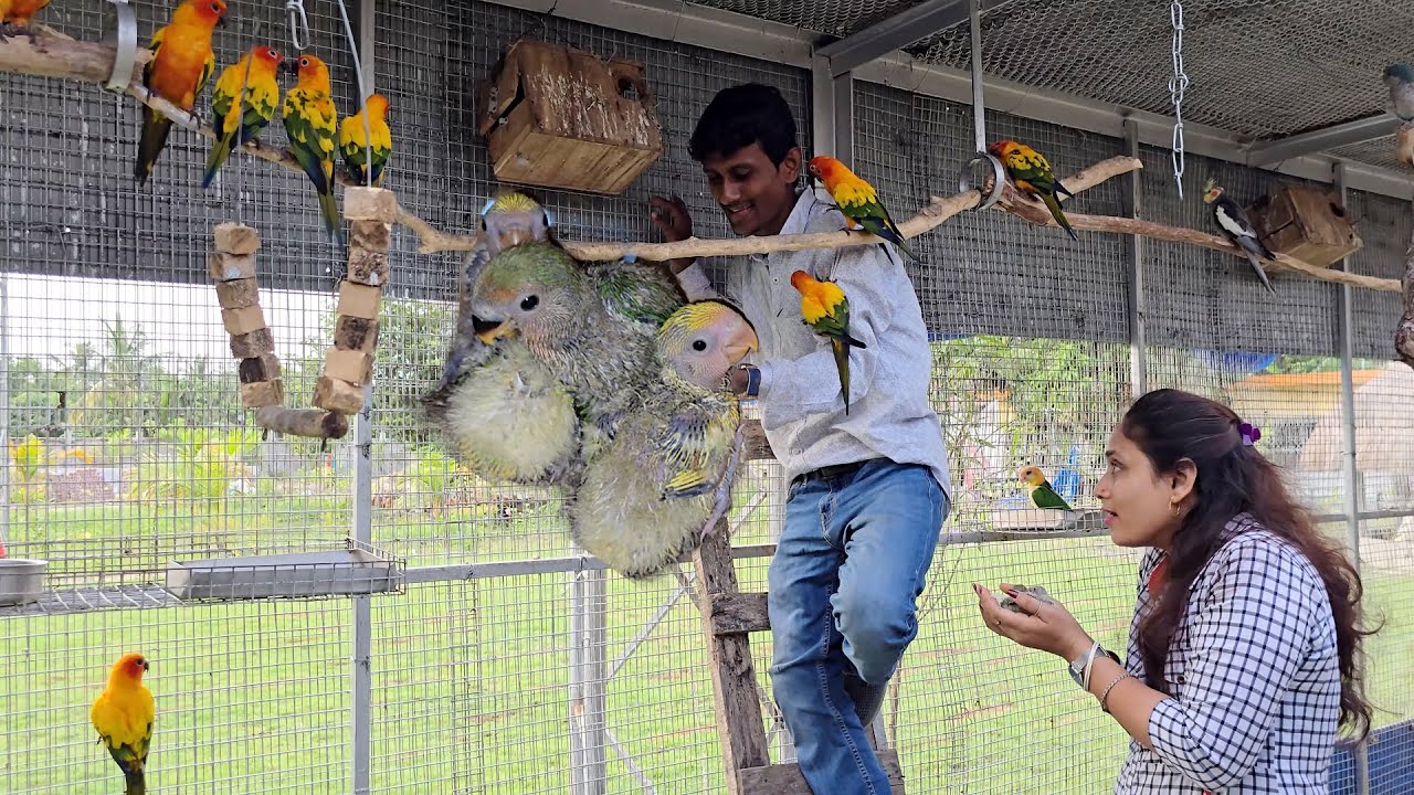 Surprising Breeding Progress At Our Outdoor Aviary.