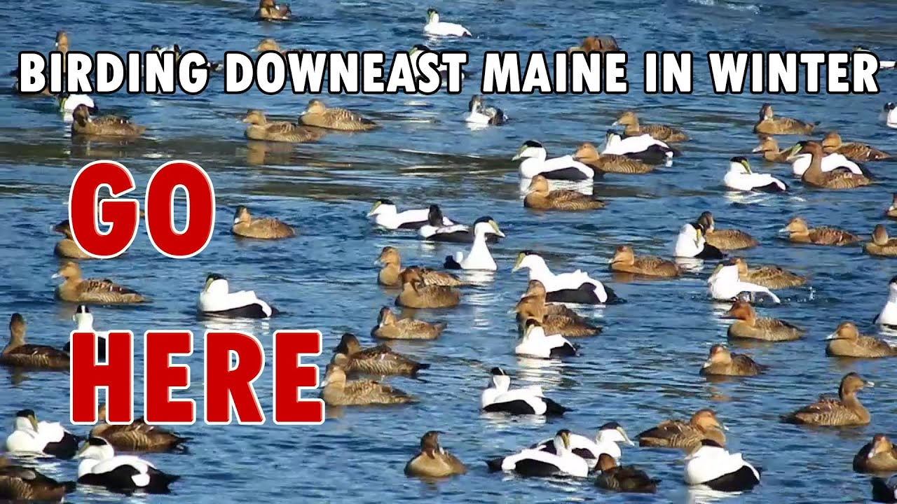 Where to winter bird in downeast Maine