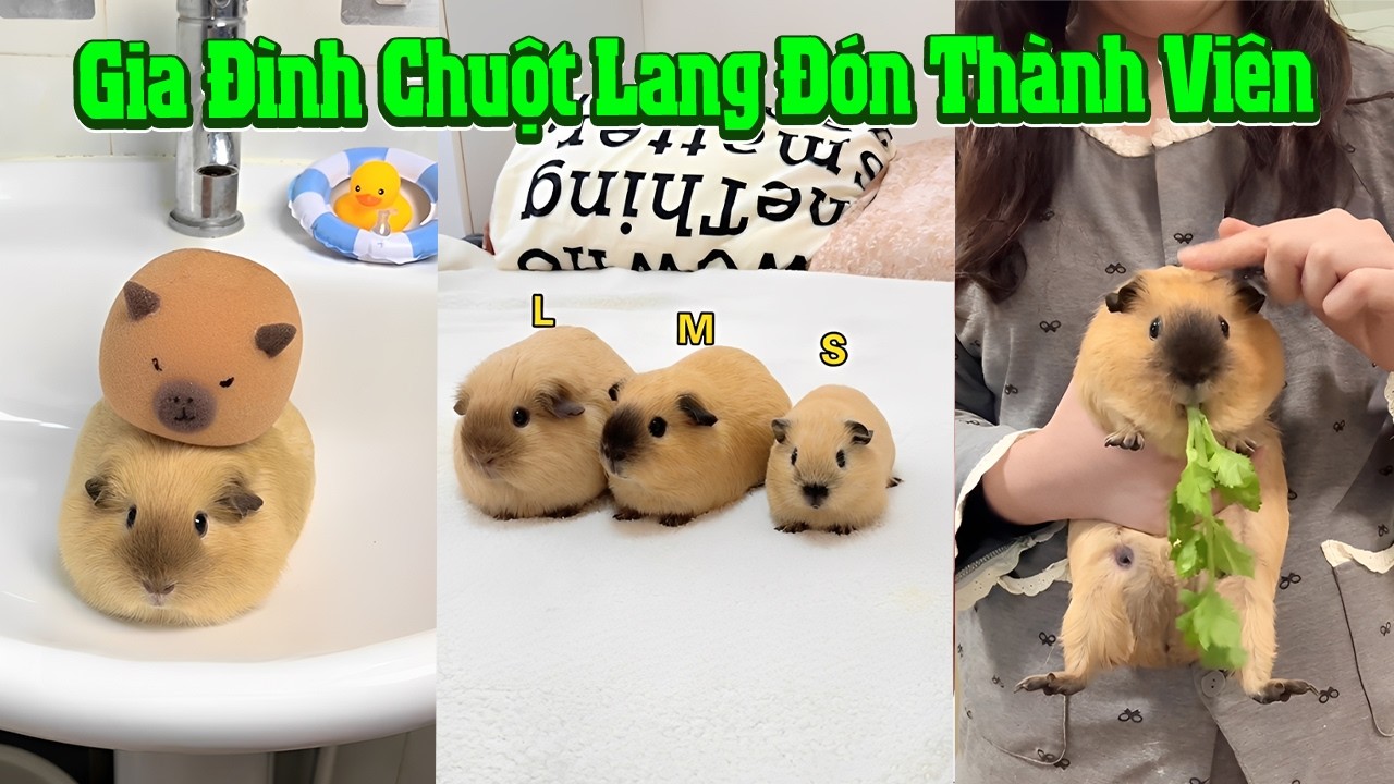 😄 Gia Đình Chuột Lang Đón Thành Viên🐹🥰 #senkhoc #thunuoihaivl #ytshortsvietnam #meohera