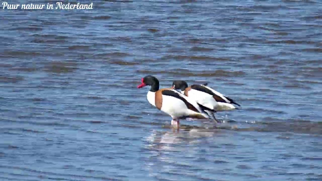 Bergeenden extra lange video Common Shelducks extra long video