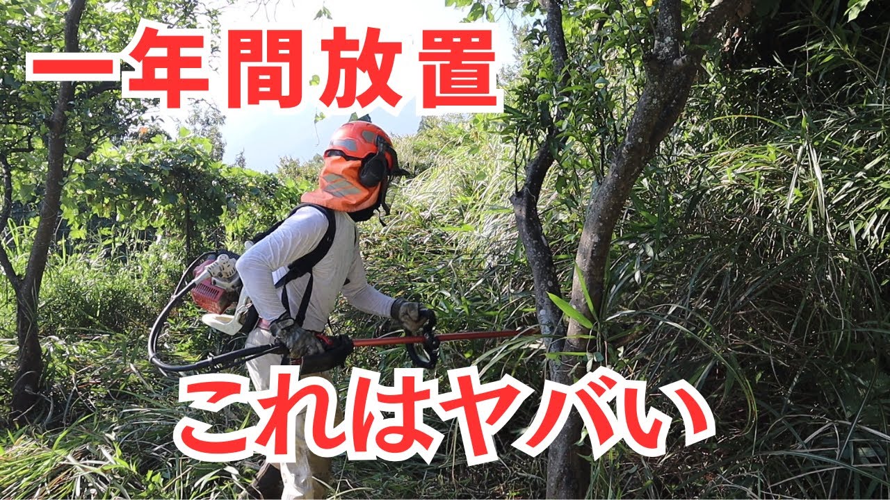 一年間放置したカボスの樹の周辺はカンネカズラと笹とススキでボーボーのジャングル　Mowing
