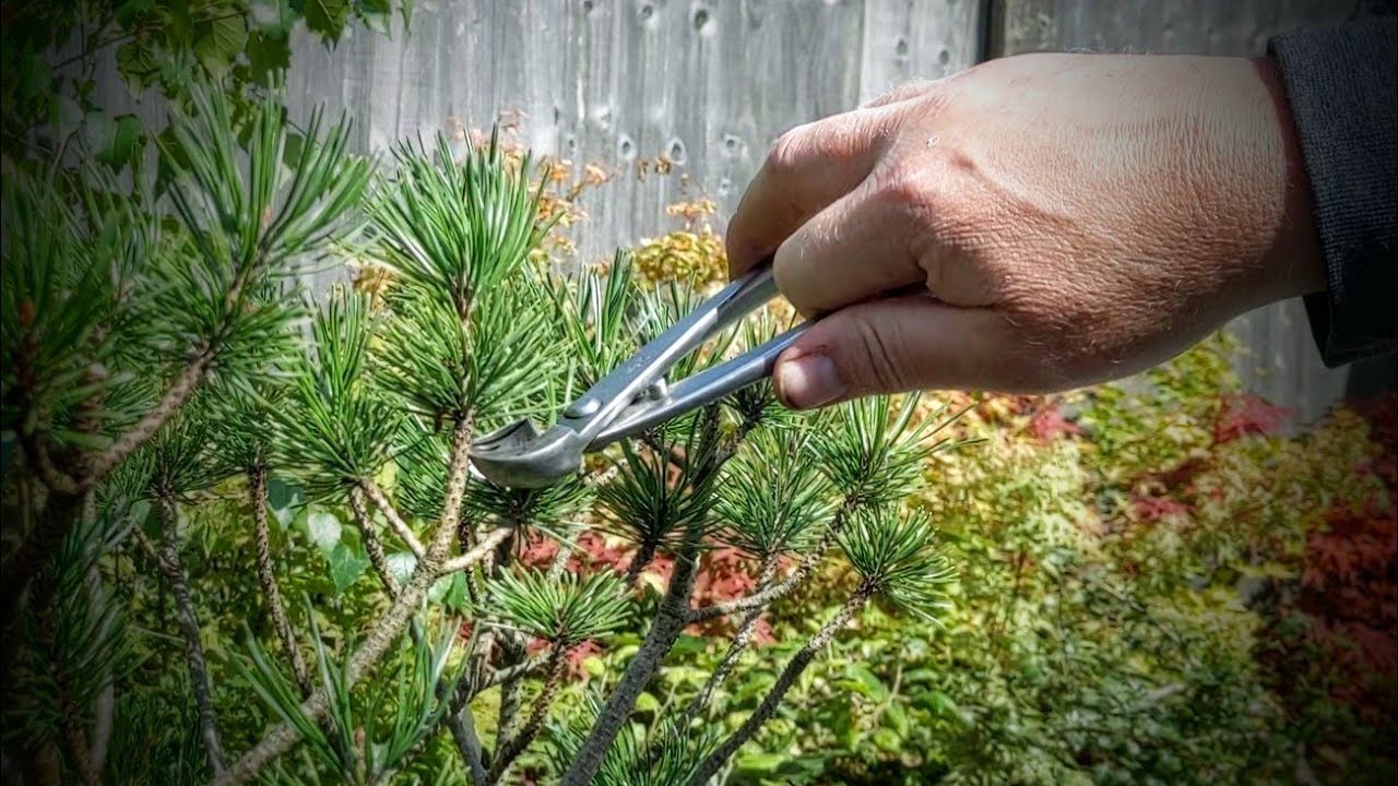 How to prune Mugo Pines (from nursery-stock)to develop quality bonsai without inverse taper
