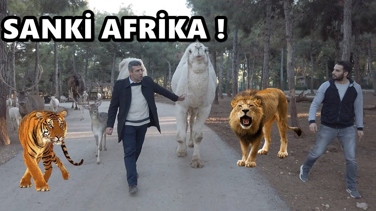 SANKİ AFRİKADAYIM ! Yabani Hayvanlarla Bir Gün Geçirme
