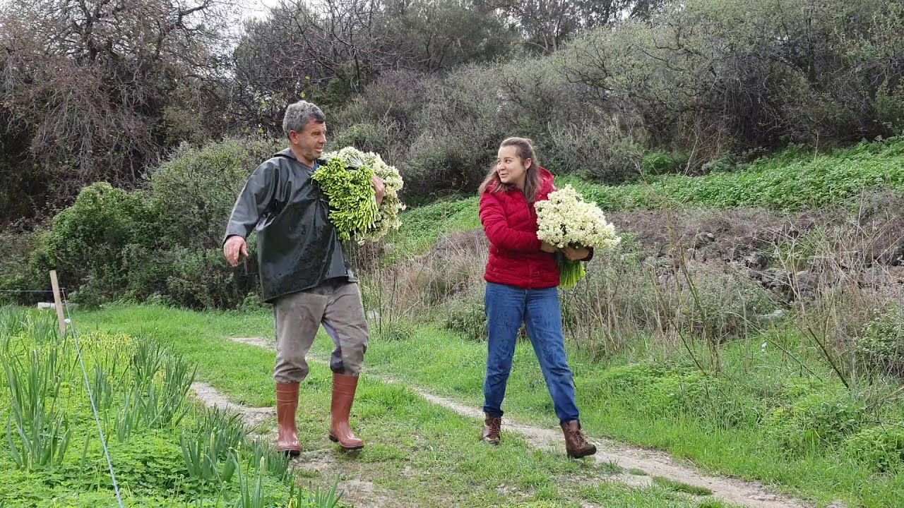 Nergis çiçeği hasadı, Karaburun İZMİR