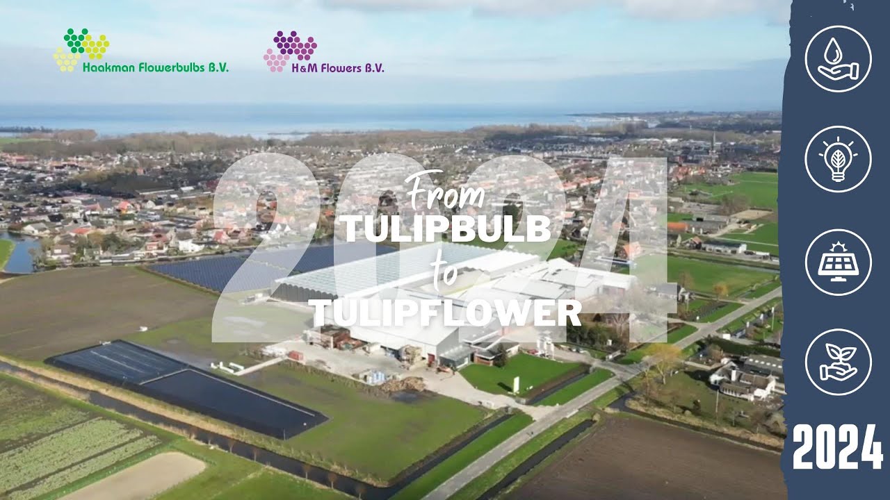 ▪️Haakman Flowerbulbs | From TULIPBULB to TULIPFLOWER