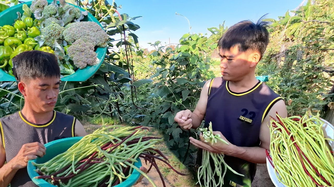 บ่าวน้ำเก็บถั่วฝักยาวได้เยอะมาก.....