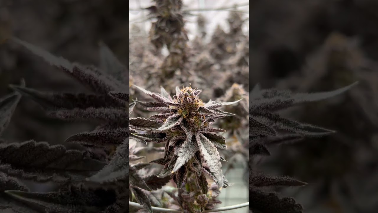 CANNABIS FLOWERING STAGE-WITH HIGROWSIR T-PRO LED GROW LIGHT