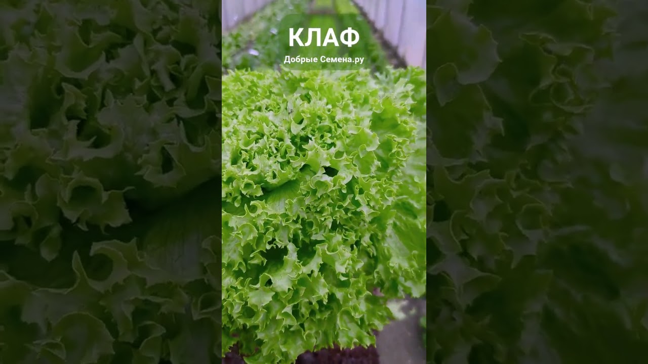 Салаты Клаф и Байрон, сравнение - Добрые Семена.ру - Rijder Seeds