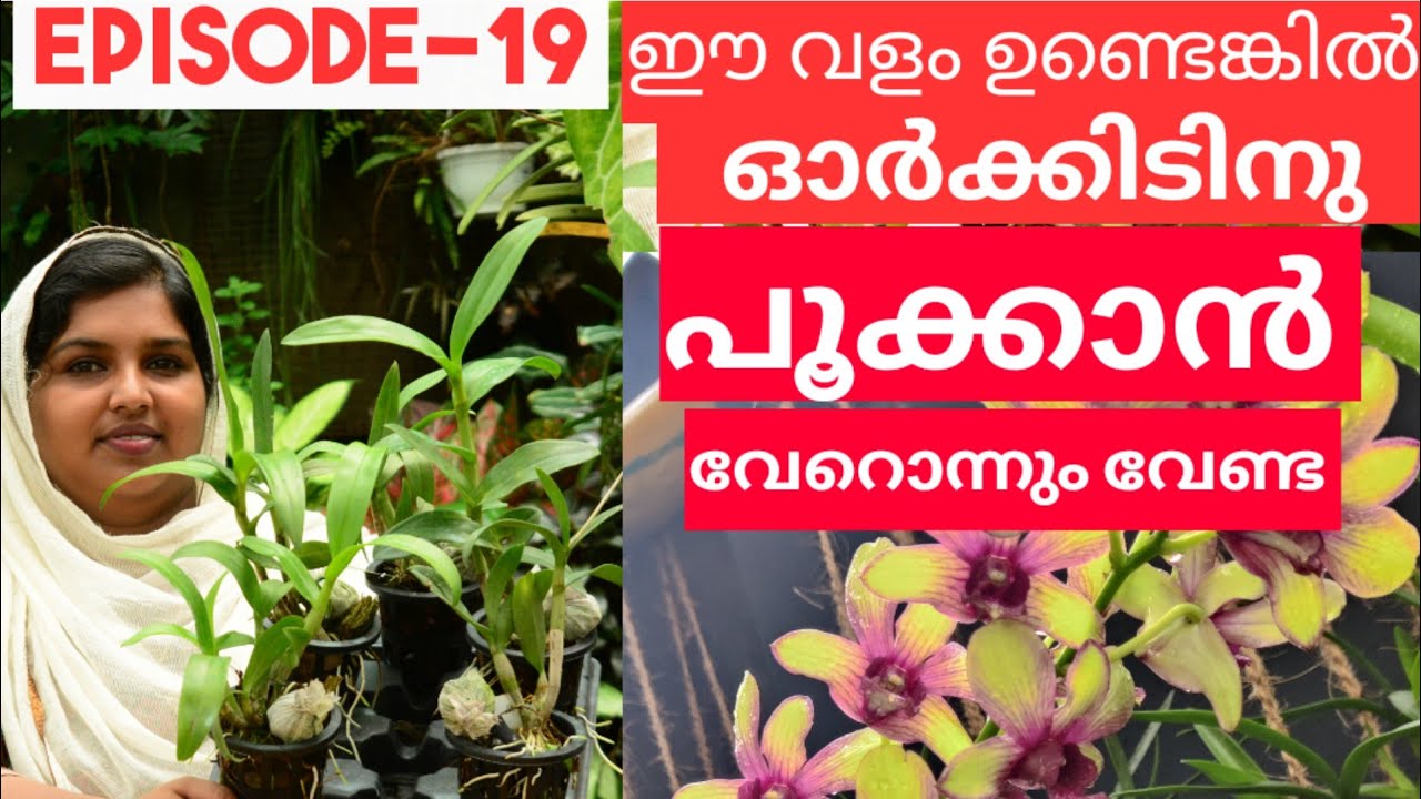 ശർക്കരയും ഈ കൂട്ടും ഉണ്ടെങ്കിൽ ഓർക്കിഡിൽ വേറെ വളം വേണ്ട ||HOW TO MAKE ORGANIC FERTILIZER EPISODE 19