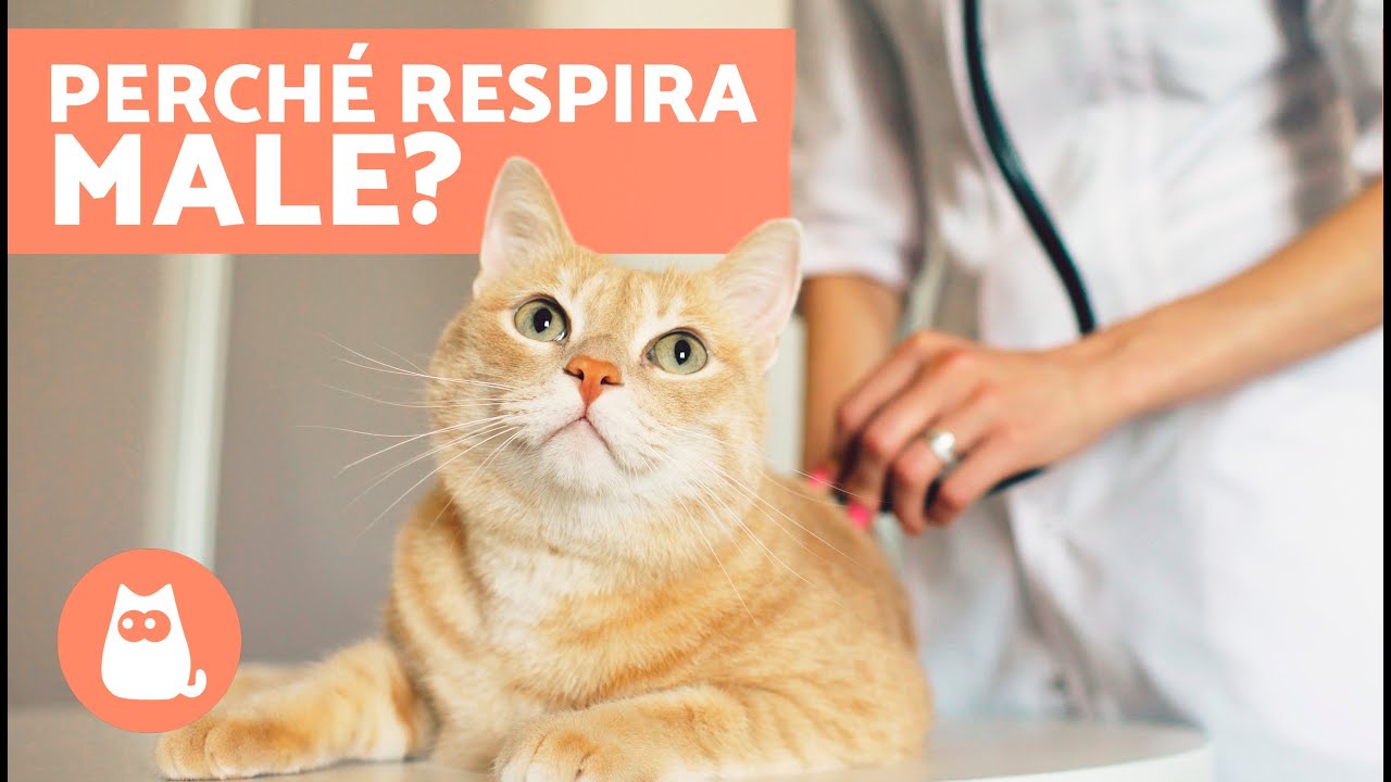 Perché il mio GATTO NON RESPIRA bene? 🐱 (Cause e soluzioni)