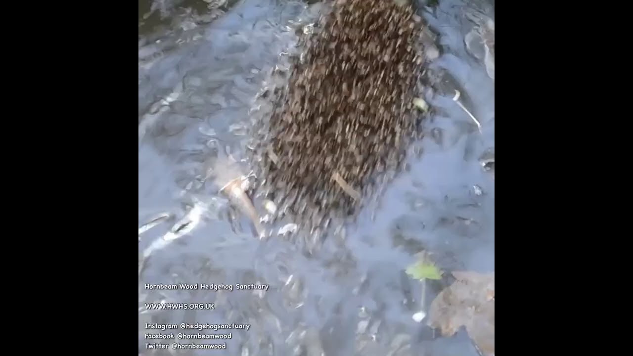 Wild British Hedgehog Swimming Action Video At Hospital - Hornbeam Wood Hedgehog Sanctuary