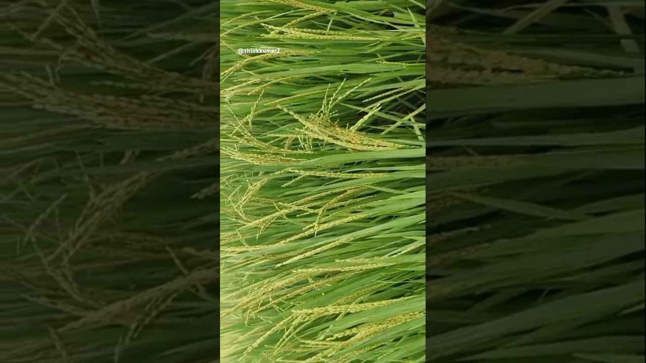 dhaan #dhaankikheti #farming #trending #shorts