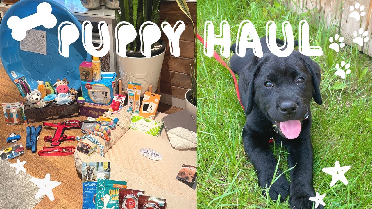 PUPPY HAUL | OUR FIRST PUPPY BLACK LABRADOR RETRIEVER ♡