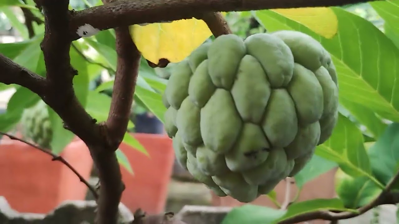 Mais frutíferas produzindo em dezembro 