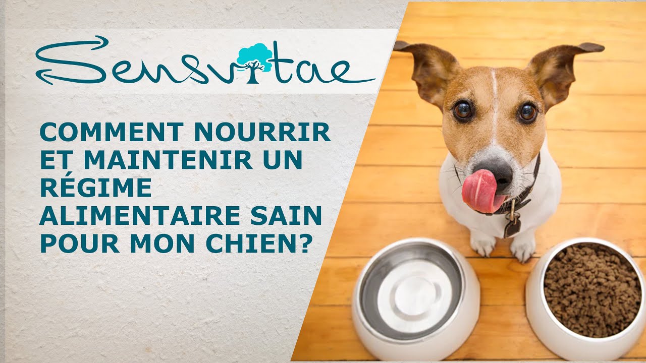 Comment nourrir et maintenir un régime alimentaire sain pour son chien