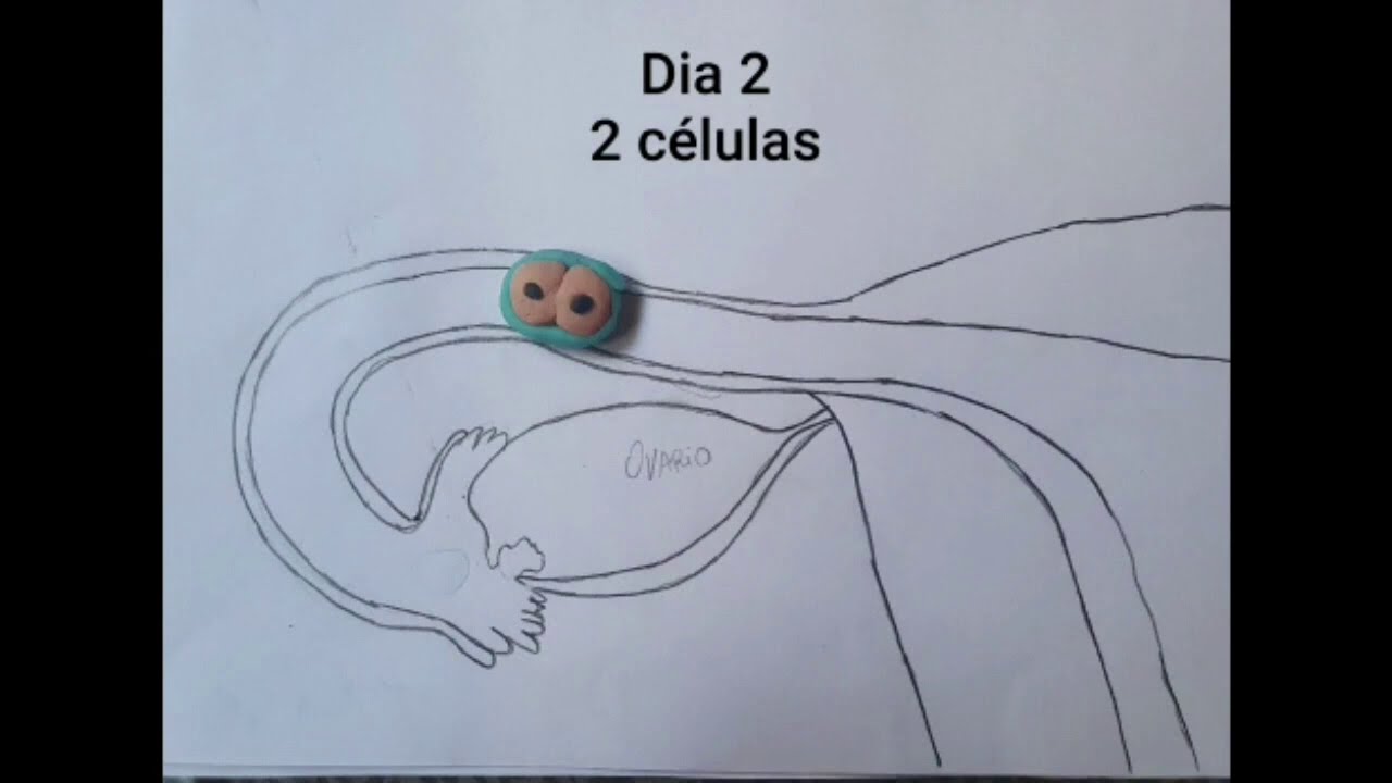 Embriologia: Clivagem Humana - Projeto Licenciar