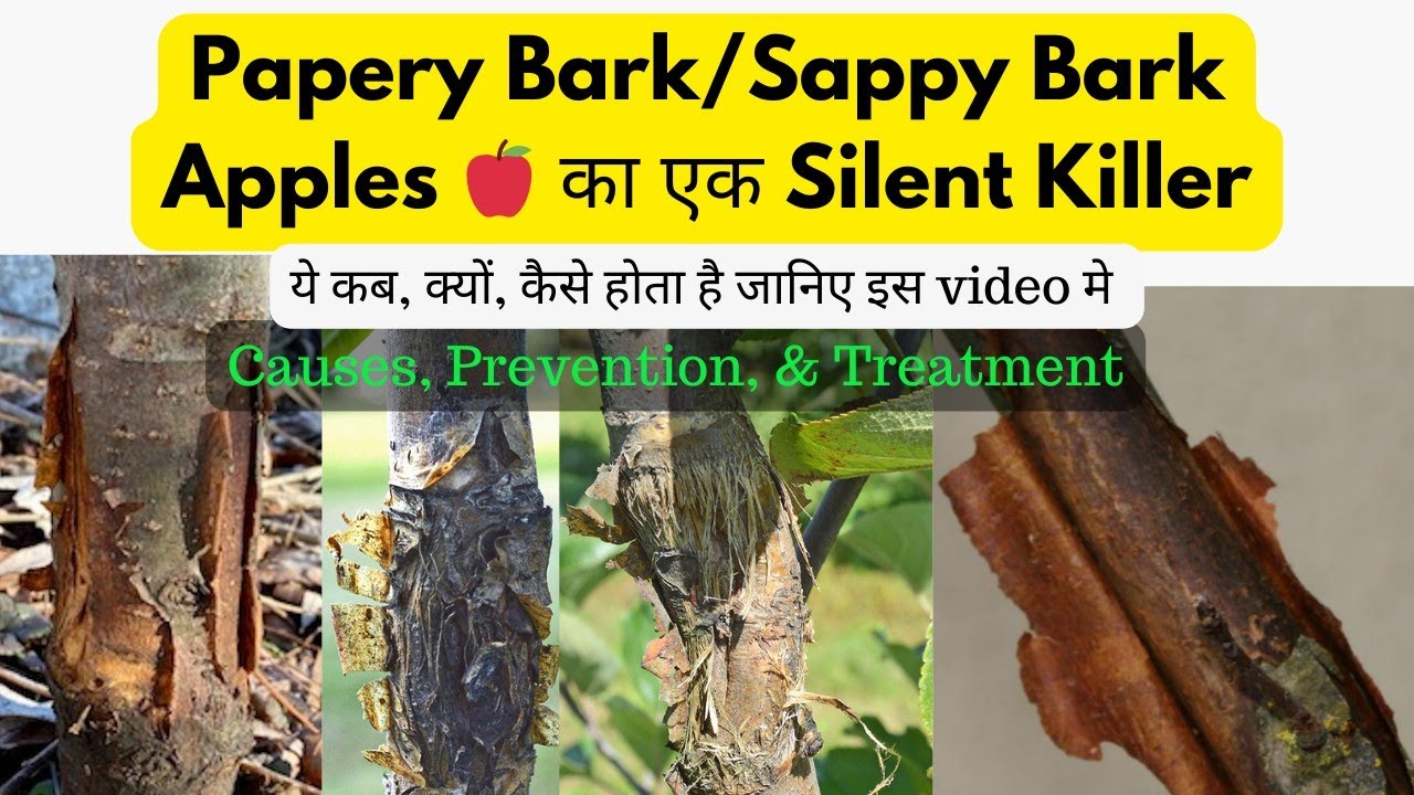 Papery Bark of Apple 🍎: Causes, Prevention, & Disease Treatment | Papery Bark Apple Treatment